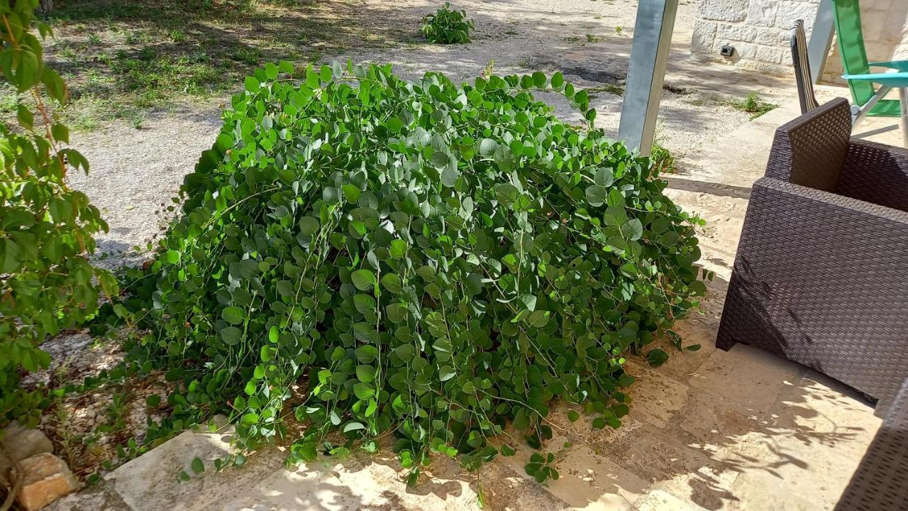 In Pietra Locorotondo
