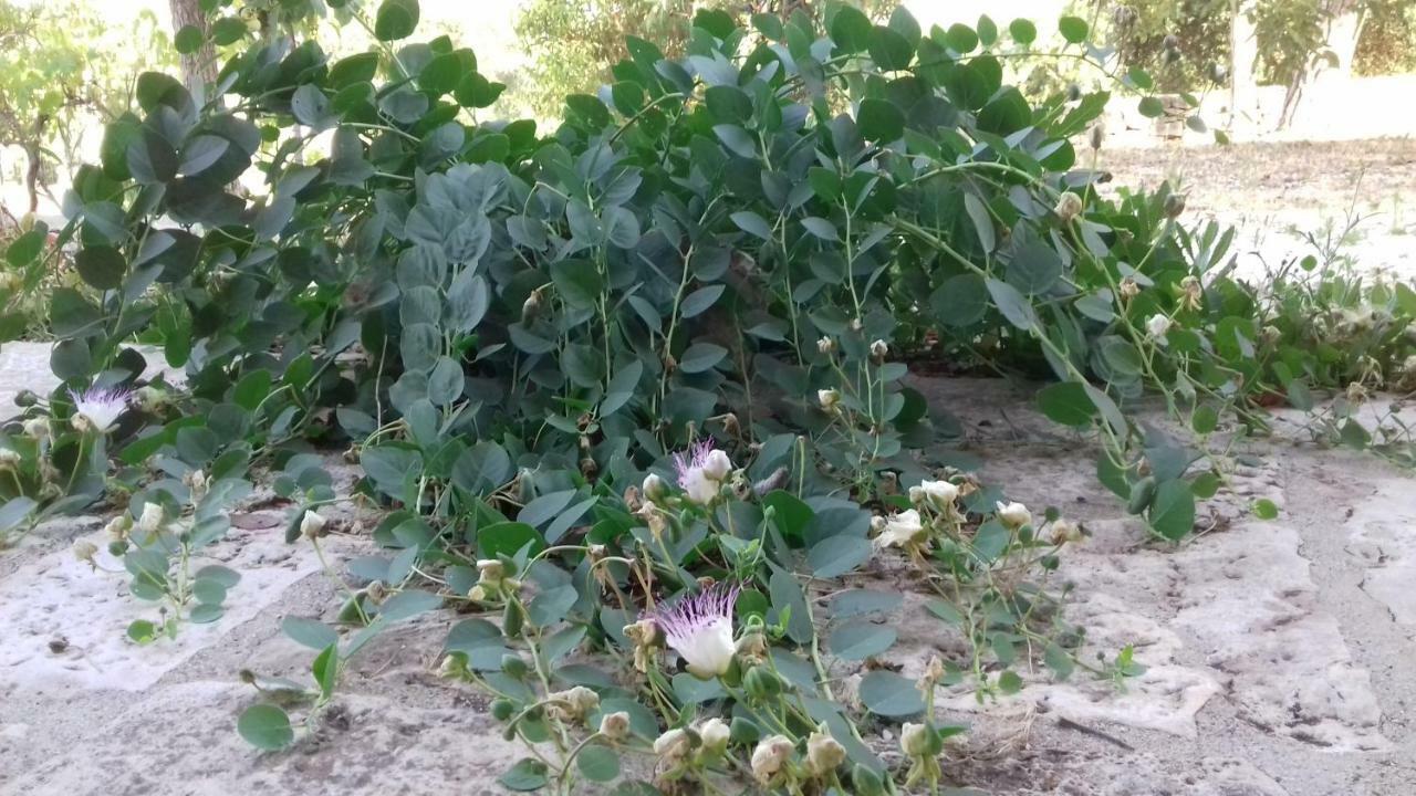 In Pietra