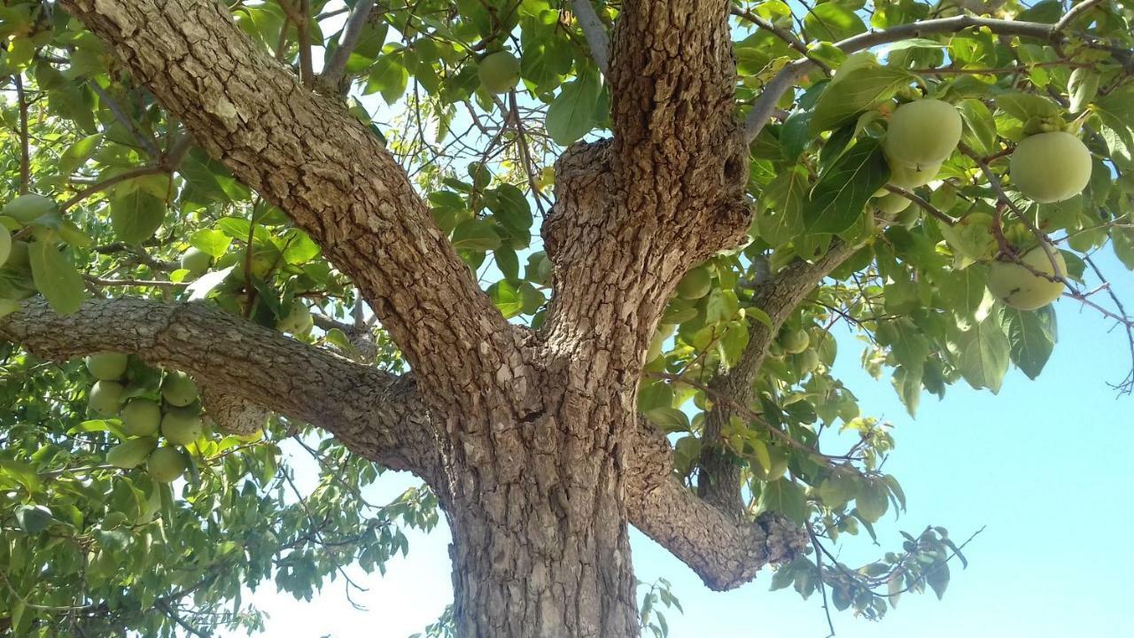 In Pietra